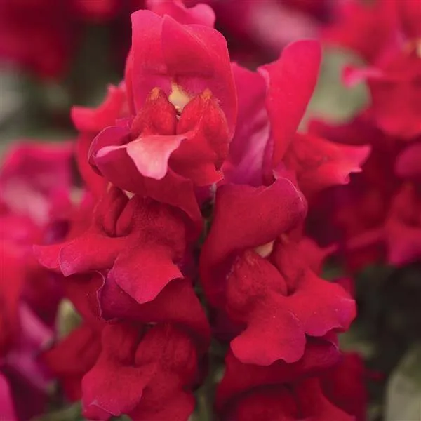 Antirrhinum Snapshot Red Flower Seeds