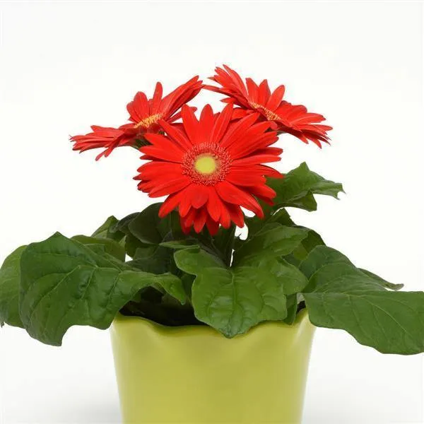 Gerbera Revolution Red Light Eye Flower Seeds