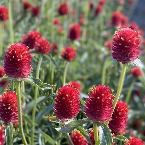 Gomphrena Qis Red Seeds