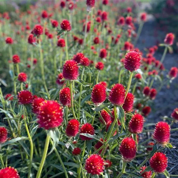 Gomphrena Qis Red Seeds