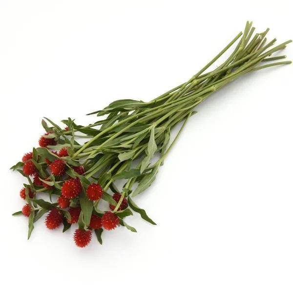 Gomphrena Qis Red Seeds