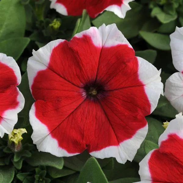 Petunia Single Gf. Dreams Red Picotee Flower Seeds