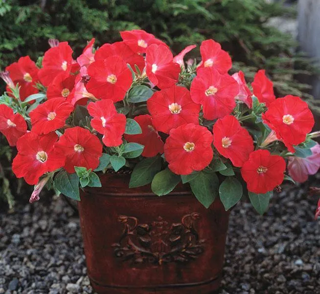 Petunia Trilogy Scarlet Flower Seeds